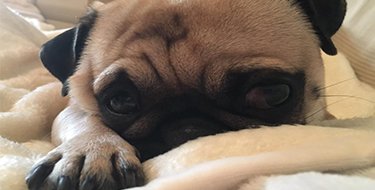 Custodia Legal de Perros