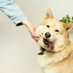 mano acariciando perro